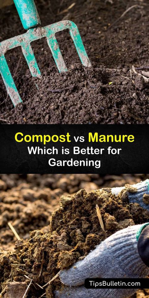 Learn the differences between compost, fresh manure, and composted manure. Manures are animal waste, including cow manure, chicken manure, and horse manure. On the other hand, compost is organic material made from yard and food waste. #difference #compost #manure Cow Manure Compost, Cow Manure For Garden, Horse Manure For Garden, Manure Compost Bin, Composting Leaves, Planting Seed Potatoes, Chicken Composting, Veggies Garden, Start Composting