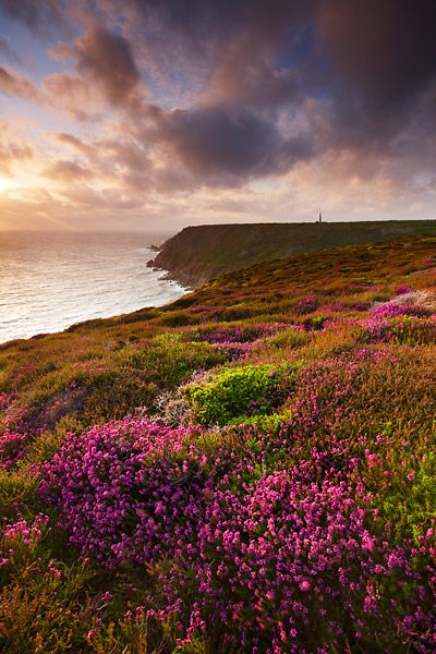 Heather on the Hill in Scotland Heather Fields Scotland, Heather Scotland, Scotland Heather, Scottish Moors, Calluna Vulgaris, Scottish Heather, Fruit Picture, Theme Nature, Landscape Photography Tips