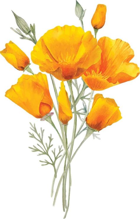 Watercolor orange california poppies flowers California Poppy Flower Drawing, California Poppy Drawing, Poppies California, Poppy Poster, California Poppy Art, Poppy Decor, Flowers Poppies, Watercolor Orange, Orange Poppies