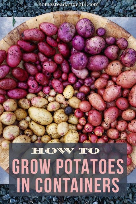 Read along to learn all about growing potatoes in containers, including their soil needs, sunlight, water, and temperature preferences. We�ll also discuss options for obtaining potato seed, and how properly to prepare it for planting! Growing Potatoes In Containers, Potatoes In Containers, Grow Potatoes In Container, Gemüseanbau In Kübeln, Container Potatoes, Potato Gardening, Potato Planters, Grow Potatoes, Growing Sweet Potatoes