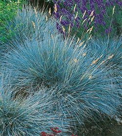 elijah blue fescue Festuca Glauca Intense Blue, Elijah Blue Fescue, Garden Grasses, St Julians, Fescue Grass, Blue Fescue, Silver Plant, Architectural Plants, Coastal Garden