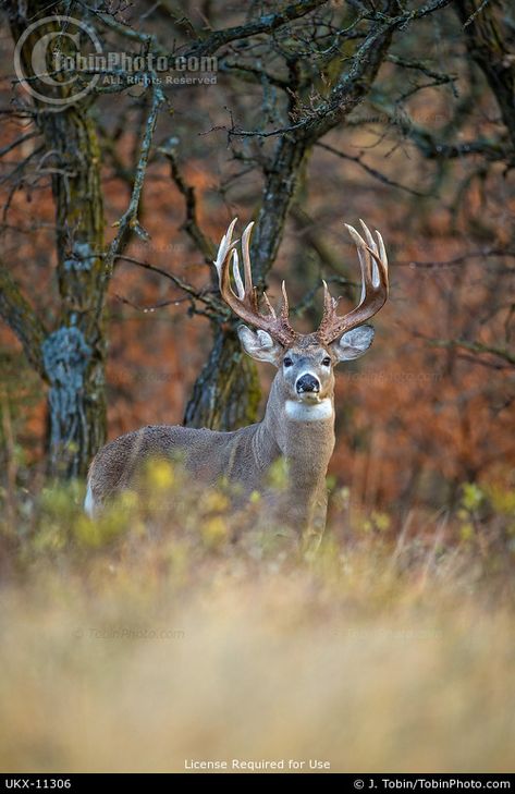 Deer Hunting Videos, Big Whitetail Bucks, Deer Reference, Deer Pics, Deer Images, Deer Hunting Stands, Whitetail Deer Pictures, Mule Deer Buck, Hunting Decal