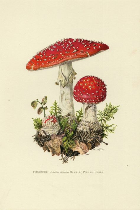 Cottage Core Posters, Wonderland Painting, Mushroom Poster, Mushroom Drawing, Vintage Mushroom, Mushroom Decor, Vintage Botanical Prints, Illustration Wall Art, Mushroom Art