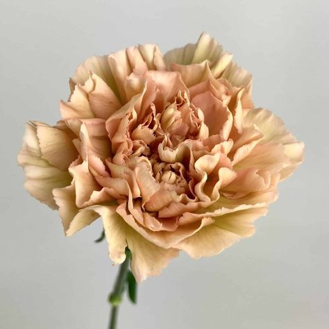 Carnation Terracotta Caramel Terra Cotta Carnation, Terracotta Carnations, Carnation Varieties, Antique Carnations, Carnation Caramel, Terracotta Flowers, Flower Library, Terracotta Blush, Yellow Carnations