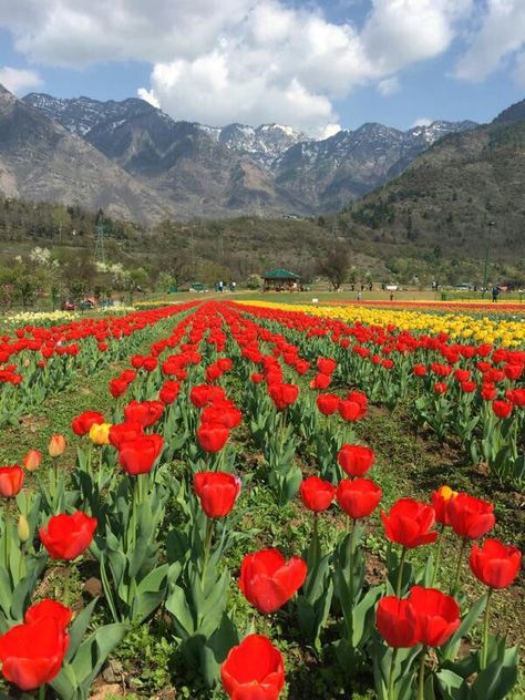 Tulip Garden - Srinagar Kashmir Tulip Garden Photoshoot, Tulip Garden Kashmir, Tulip Garden, Tulips Garden, Blue Mosque, Srinagar, Tulips, Natural Landmarks, Blue