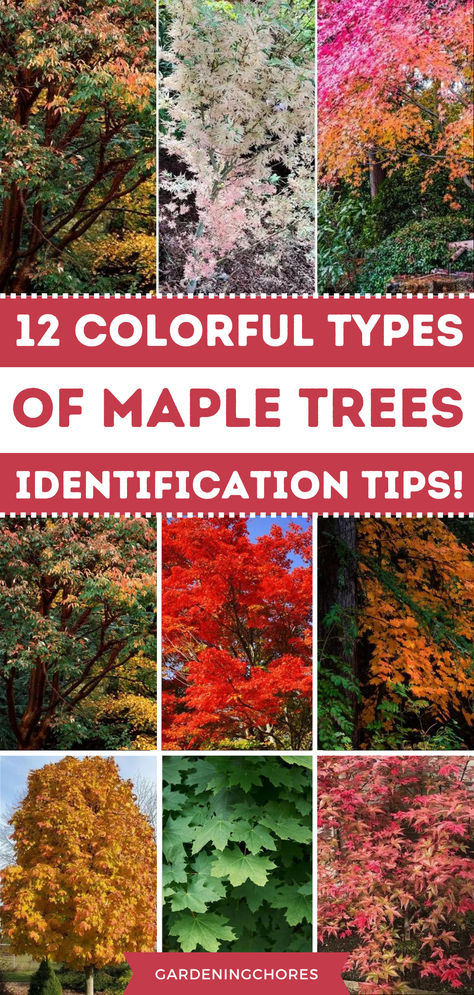 Unlock the Magic: Discover the Amazing Uses of Maple Trees! 🍁✨ #MapleMagic Red Point Maple Tree, Types Of Maple Trees, Plant Advice, Red Maple Tree, Growing Trees, Vegetable Harvest, Tree Id, Tree Identification, Maple Trees