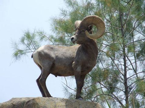 Borrego Cimarron Borrego Cimarron, Animals Wild, Anime, Animals