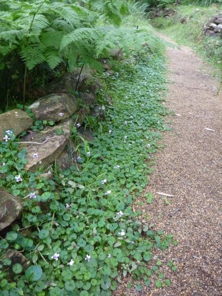 Ground Cover Shade, Plants For Shady Areas, Violet Garden, Rainforest Plants, Australian Native Garden, Australian Plants, Australian Native Plants, Coastal Gardens, Low Maintenance Garden