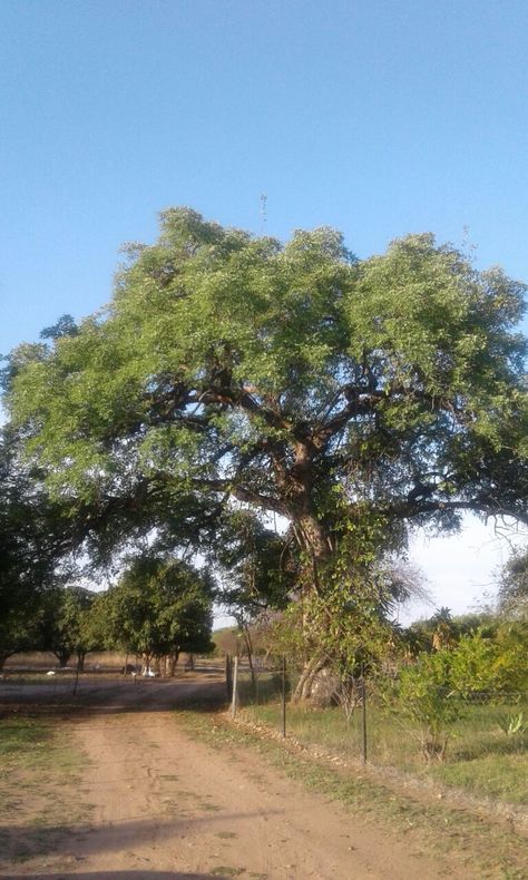 Tree of Life - Marula Tree — Steemit Marula Tree, Beautiful Trees, Marula Oil, Fruit Plants, Tree Leaves, Beautiful Tree, Fruit Trees, Tree Of Life, Soil