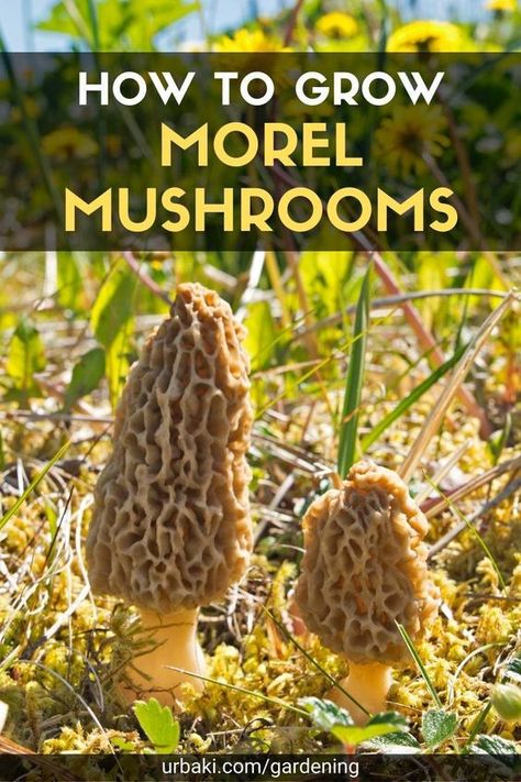 Mushrooms Cultivation, Growing Fungi, Growing Morel Mushrooms, Mushroom Logs, Growing Mushrooms Indoors, Morel Mushroom Recipes, Mushrooms Wild, Leaf Litter, Edible Wild Mushrooms