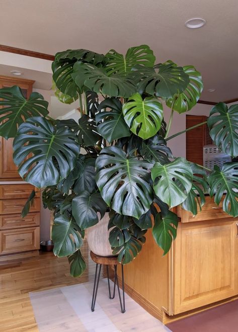 Big Leafy Plants, Monstera Interior, Big Leaf Plants, Big Indoor Plants, Taman Diy, Tropical House Plants, نباتات منزلية, Plantas Bonsai, Gothic Garden