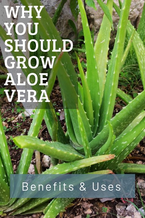 Natural health benefits and uses of aloe vera and how to grow it. With tips and recipes. #natural #health #aloevera Using Aloe Vera Plant, Aloe Vera Plant Indoor, Fresh Aloe Vera Gel, Aloe Vera Benefits, Healthy Nutrition Plan, Brown Spots Removal, Healing Plants, Aloe Vera Plant, Aloe Plant