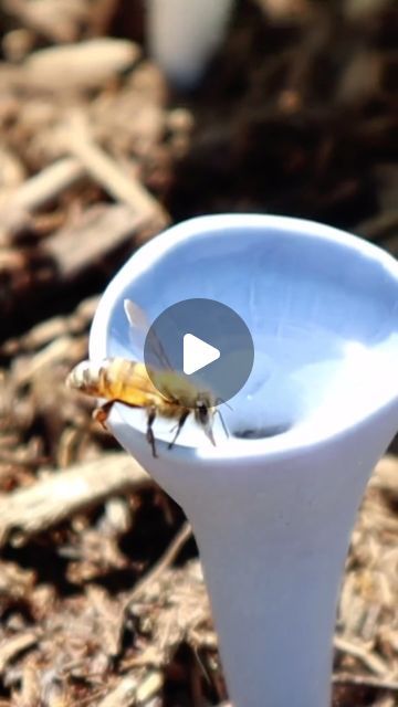 Bee Cups for Thirsty Pollinators on Instagram: "Bee cups are handmade from porcelain in our studio in Dallas, TX. We are a zero-plastic, zero-waste, women-owned company. #beecups #zerowaste #handmadegifts #easterbasket #bees #pollinatorgarden" Diy Bee Cups, Bee Cups For Garden, Bee Cups, Diy Bee, Bee Cup, Pollinator Garden, Bee Keeping, Dallas Tx, Easter Baskets