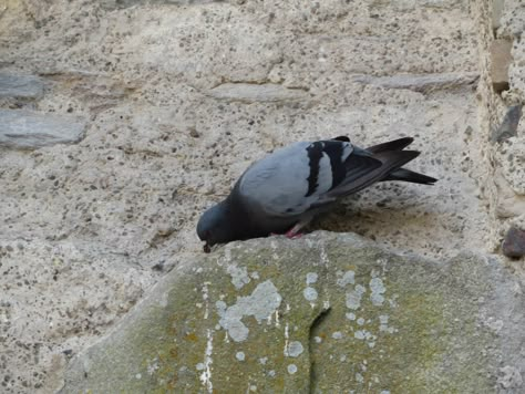 Pigeon Reference, Feral Pigeon, Leon Spain, Design School, Friends Happy, Salamanca, The Tower, Birds Of A Feather, Bird Feathers