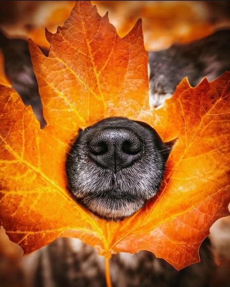 Fall Pictures With Dogs Photo Ideas, Dog Costume Photoshoot, Puppy In Fall Leaves, Dogs And Pumpkins Pictures, Fall Dog Wallpaper Iphone, Funny Dog Photography, Pumpkin Patch Photoshoot With Dog, Dog Fall Photoshoot Ideas, Dog In Autumn