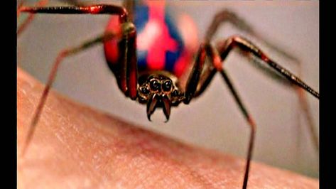 WarriorSpider - Part 2 Spider Bite - Wattpad Real Ghost Stories, Spider Bite, Spider Venom, Real Spiders, Widow Spider, Spider Bites, Black Widow Spider, Spiderman Spider, Genetic Engineering