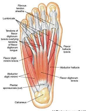 Feet Muscles Anatomy, Foot Muscles Anatomy, Leg Muscles Diagram, Feet Muscles, Muscle Diagram, Medical Images, Human Skeleton Anatomy, Human Muscle Anatomy, Anatomy Images