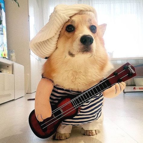 Dog Costumes Halloween, Really Cute Puppies, Playlist Covers, Dog Halloween Costumes, Cute Corgi, Dog Wallpaper, Dog Costumes, Dog Costume, Baby Puppies