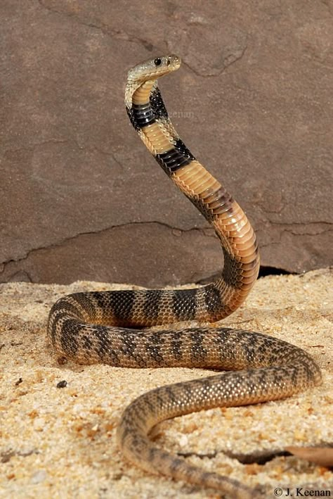 Central Asian Cobra (Russian Cobra, Oxus Cobra) - Naja oxiana Venomous Animals, Lizard Dragon, Snake Photos, Poisonous Snakes, Colorful Snakes, Manga Inspiration, Cobra Snake, Reptile Snakes, Cute Reptiles