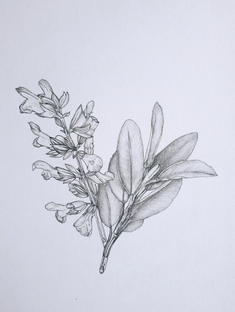 Grey fineliner and pencil sage drawing by Jemma Frater© Sage Leaves Tattoo, Sage Flower Tattoo, Sage Tattoo Flower, Sage Drawing, Sage Tattoo, Flowers Tattoos, Herb Art, Tattoo Placements, Cooking Herbs