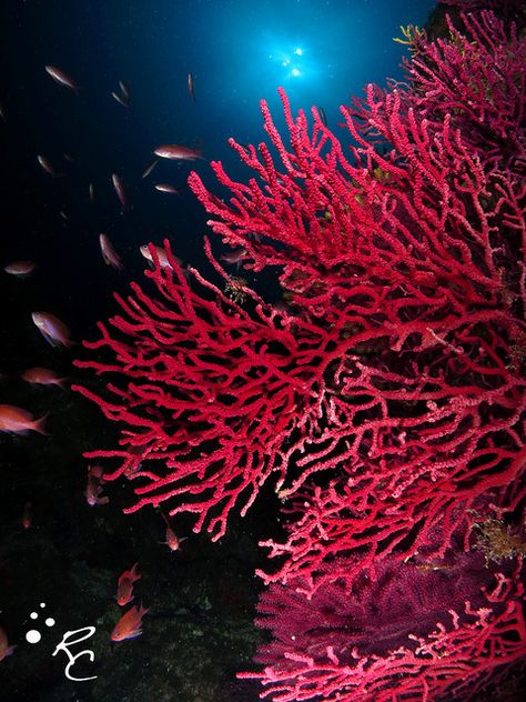 Red Sea coral                                                                                                                                                      More Red Sea Creatures, Coral Tattoo, Coral Life, Exposition Photo, Aquarium Terrarium, Red Ocean, Coral Art, Coral Sea, Under The Ocean