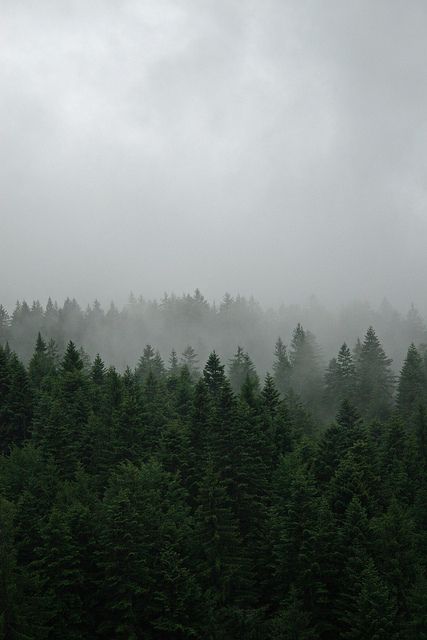 Forest mist | Pinterest: @chenebessenger Carpathian Forest, Mountain Wood Art, Misty Forest, Foto Art, Nature Landscape, Dark Forest, Nature Aesthetic, Green Aesthetic, Nature Wallpaper