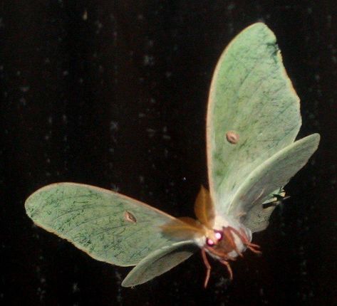 Luna Moth Flying, Moths Flying, Moth Flying, Moth Collection, Moth Fly, Moth Drawing, Cute Moth, Lunar Moth, Moon Moth