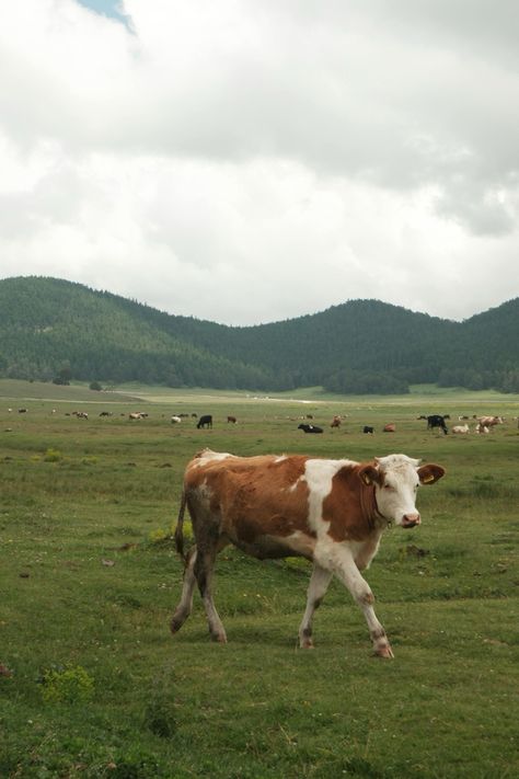 Brown Cow, Farm Life, Cow, Walking, Animals, Art