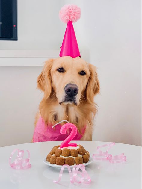 Golden Retriever First Birthday, Golden Retriever Birthday Party, Dog Birthday Photoshoot, Dog Birthday Pictures, Golden Retriever Birthday, Dog Photoshoot Pet Photography, Pet Birthday, Dog Photoshoot, Dog Birthday Party