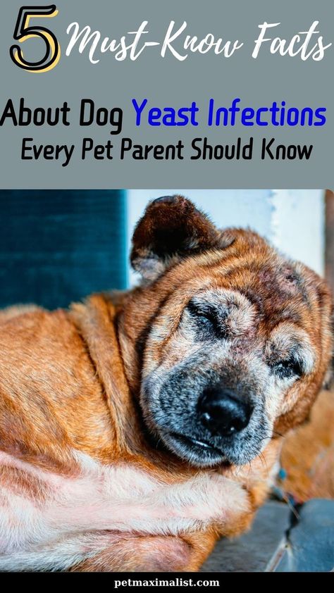 How To Get Rid Of Yeast On Dogs Paws, Yeast Infection In Dogs, Yeast In Dogs, Flea Powder For Dogs, Dog Mange, Flea Powder, Treat Yeast Infection, Natural Pet Care, Dog Remedies