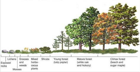 7.10.C Community Assembly; Ecological Succession; Primary Succession; Bare rock-Forest Forest Succession Diagram, Sepp Holzer, Logging Camp, Ecological Succession, Bill Mollison, Forest Gardens, Food Webs, Nitrogen Fixation, Paint Nature