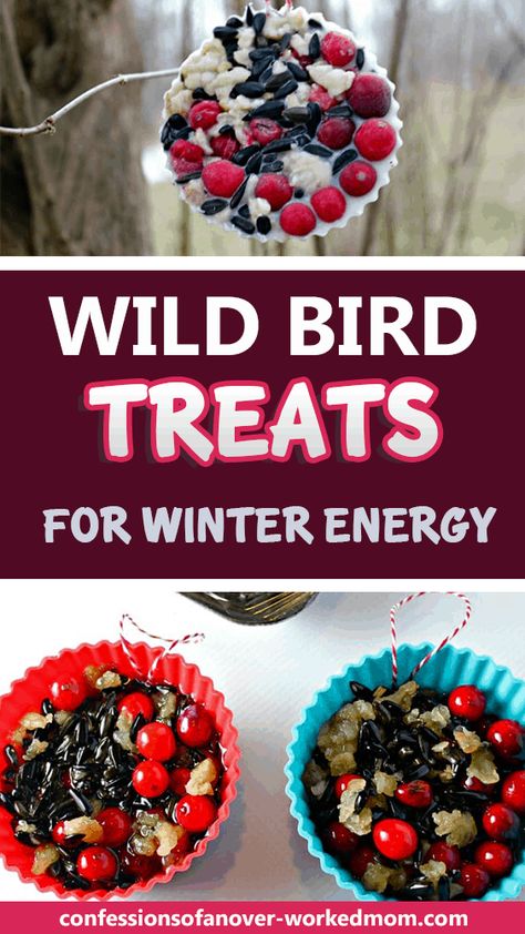 Homemade Bird Treats Recipes, Bird Suet Recipes Homemade, Birdseed Crafts, Feeding Birds In Winter, Bird Feeders Diy, Suet Recipe, Winter Bird Feeders, Birdseed Ornaments, Backyard Habitat