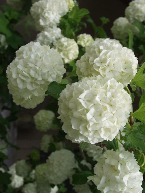 Viburnum Snowball Trees, Snowball Tree Viburnum Opulus, Snowball Bushes, Viburnum Flower, Snowball Plant, Tv Unit Wall, Viburnum Opulus Roseum, Snowball Bush, Snowball Tree