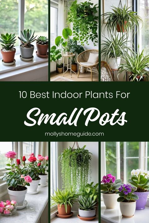 Looking to green up your small space? Discover the best indoor plants for small pots that thrive with little attention. From hard-to-kill varieties to tiny trailing peperomias, these houseplants are perfect for adding a touch of greenery to compact areas. Whether you have a windowless bathroom or just need teeny tiny houseplants, these small indoor plants are ideal for various spaces. Pair them with self-watering pots for easy care and enjoy the beauty of nature indoors! Indoor Plants For Small Spaces, Plants In Small Pots, Pots For Indoor Plants Ideas, Easy To Care For Indoor Plants, Indoor Plant Collection, Potting House Plants, Small Low Light Plants Indoor, Shallow Potted Plants, Indoor Plant Organization Ideas