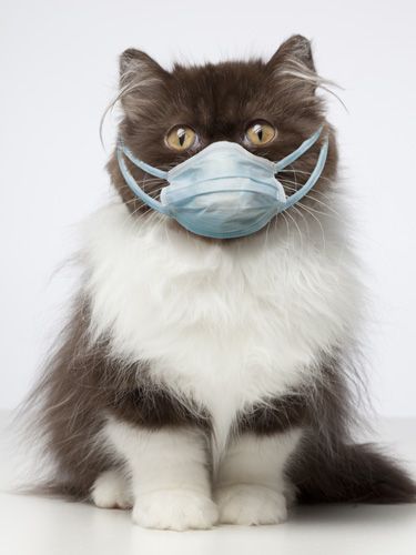 Pet Sick Symptoms - Signs Your Dog or Cat Is Sick - Country Living Can Your Pet, National Cat Day, Domestic Animals, Cat People, Pet Hacks, Persian Cat, Pet Cat, Silly Cats, Images Gif