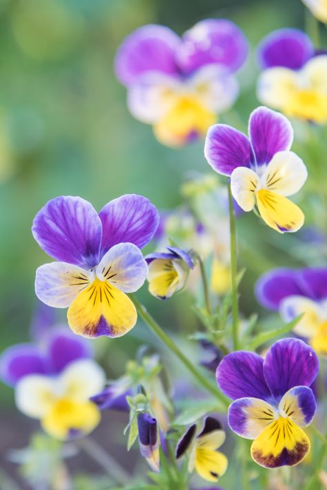 Violas Flowers, Aesthetic Flower Tattoo, Paper Pansies, Pride Flowers, Yellow Pansies, Purple Pansies, Viola Flower, Nails Flowers, Pansy Flowers