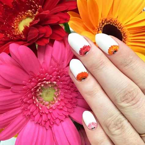 ♥ Gerber Daisy Nails, Nails Margaritas, Daisy Nails Colorful, Daisy Ring Finger Nails, Gerbera Daisy Embroidery, Gerbera Daisy Bouquet, Daisy Nail Art, Gerbera Flower, Daisy Nails