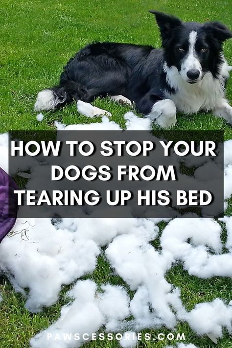 Do you have a dog that tears up their bed? Here are some common reasons why and solutions to help prevent your pup from continuing this bad habit. Indestructable Dog Bed, Waterproof Dog Bed, Elevated Dog Bed, Elevated Bed, Dog Ages, Dog Beds For Small Dogs, Cool Dog Beds, Orthopedic Dog Bed, Dog Facts