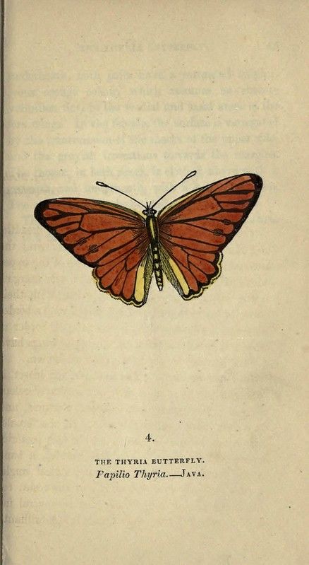 n56_w1150 | The book of butterflies, sphinxes and moths;. Lo… | Flickr Biology Illustration, Nature Scrapbook, Fabric Fish, Ocean Animals, Picture Collage, Book Crafts, Vintage Paper, Beautiful Paintings, Biology