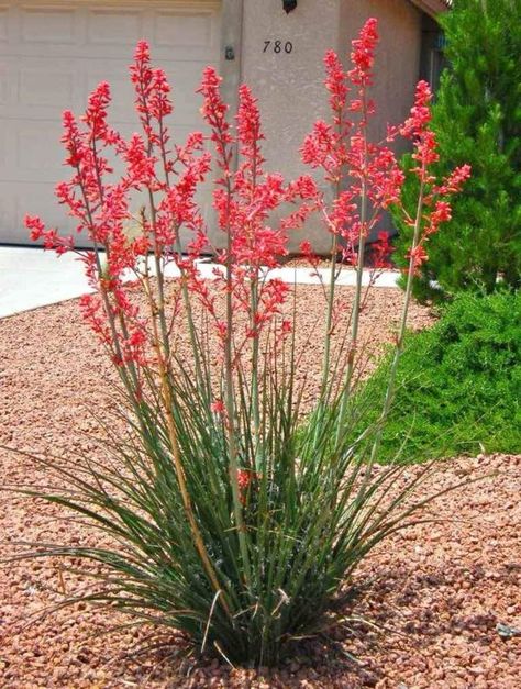 North Texas Gardening | What is this plant called | Facebook Texas Succulent Landscaping, North Texas Landscaping Front Yard, North Texas Landscaping, North Texas Gardening, Texas Landscaping Front Yard, Creek Landscape, Xeriscape Front Yard, Texas Landscaping, Texas Native Plants