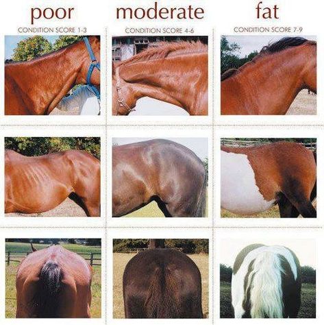 Pictures Of Horses, Fat Horse, Equine Care, Horse Information, Healthy Horses, Horse Facts, Horse Care Tips, Horse Riding Tips, Horse Anatomy