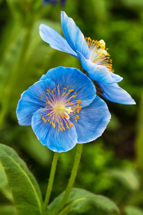 Explore / Twitter Himalayan Poppy, Himalayan Blue Poppy, Poppies Tattoo, Plant Fungus, Wallpaper Flower, Flower Nail Designs, Blue Poppy, Wallpaper Nature Flowers, Arte Inspo