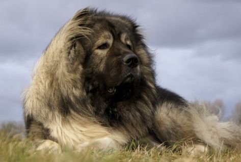 Caucasian Mountain Shepherd Caucasian Dog, Russian Dog Breeds, Russian Bear Dog, Russian Dogs, Caucasian Ovcharka, Estrela Mountain Dog, Caucasian Shepherd Dog, Caucasian Shepherd, Giant Dog Breeds