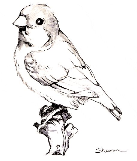 Zebra finch coloring page - Animals Town - animals color sheet - Zebra finch printable coloring Finch Tattoo, Zebra Finches, Zebra Finch, Pyrography Patterns, Bird Sketch, Adult Colouring Pages, Tattoo Black, Bird Silhouette, Realistic Paintings