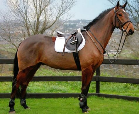 Irish Draught Sport Horse, IDSH, gelding, Carlingford Pleasure. Irish Sport Horse Bay, Irish Draught Horse, Irish Draft Horse, Horses Aesthetic, Irish Horse, Canadian Horse, Fox Hunter, Irish Sport Horse, Connemara Pony