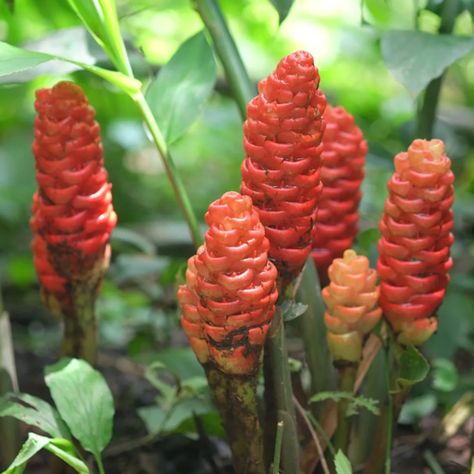 Bitter ginger (Zingiber zerumbet) Flower, Leaf, Uses - PictureThis Bitter Ginger Plant, Shampoo Ginger Lily, Ginger Lily Plant, Shampoo Ginger Plant, Zingiber Zerumbet, Ginger Plants, Shampoo Ginger, Ginger Rhizome, Ginger Roots