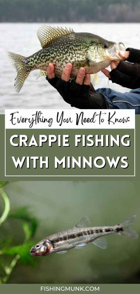 We are sharing all the details on everything you need to know when it comes to crappie fishing with minnows. If you want to know whether it is best to buy the minnows are catch them yourself, we have the answer. You will also learn which types of minnows are best to use for bait and so much more! Crappie Rigs, Minnow Trap, How To Catch Crappie, Crappie Bait, Fish Chart, Fishing Tricks, Celery Juice Benefits, Fish Types, Crappie Fishing Tips