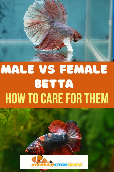 MALE VS FEMALE BETTA Female Betta Fish, Betta Tanks, Female Betta, Aquarium Store, Male Vs Female, Fish Keeping, Betta Tank, Live Together, Fish Care