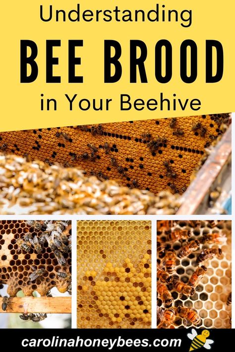 Raising Honey Bees Beekeeping, Bee Keeping Aesthetic, Bee Keeping For Beginners, Honey Bee Farming, Honey Bee Facts, Honey Bees Keeping, Bee Farming, Male Bee, Drone Bee