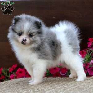 Pomeranian Puppies For Sale, Pomeranian Puppy Teacup, Pomeranian Puppy For Sale, Puppies Near Me, Teacup Yorkie Puppy, Greenfield Puppies, Cute Pomeranian, Pomeranian Puppies, Cute Animals Puppies